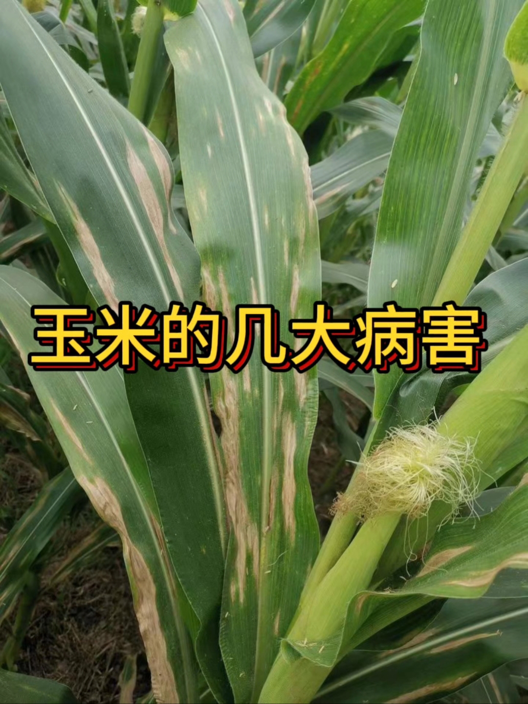 玉米的几大病害