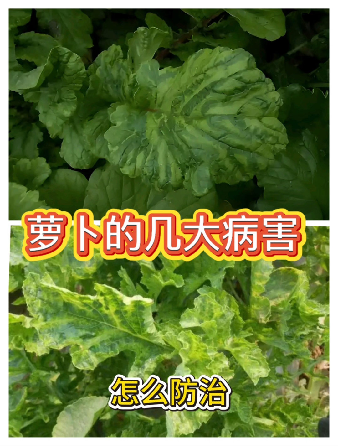 萝卜的几大病害