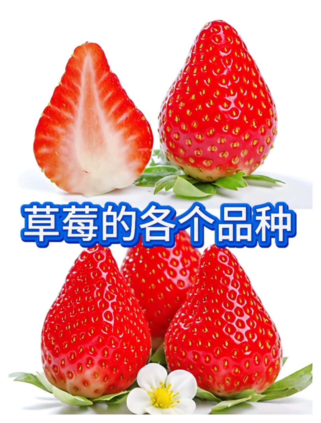 草莓品种合集快速了解。
