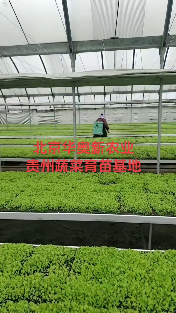 在贵州的青山绿水间,北京华奥新农业的蔬菜育苗基地静静生长。