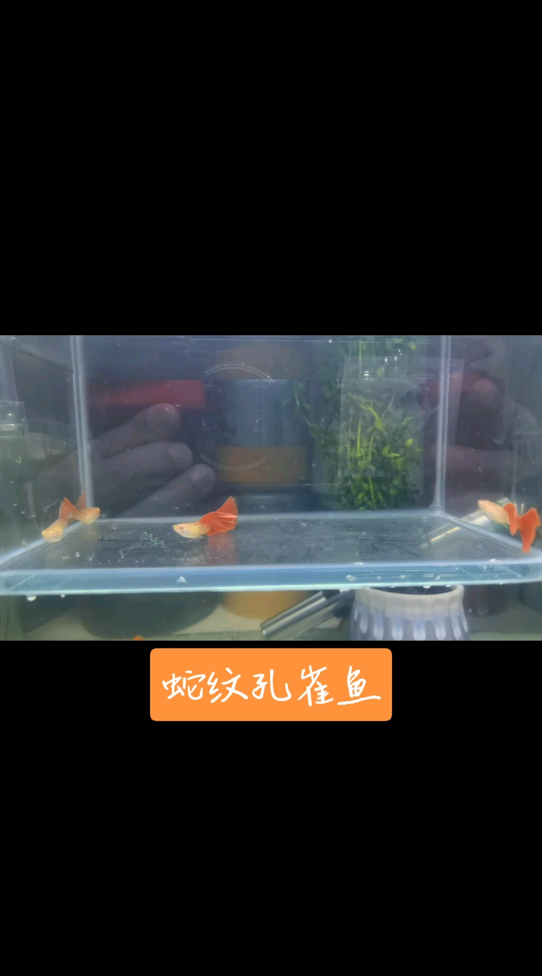 孔雀鱼系列之蛇纹白子