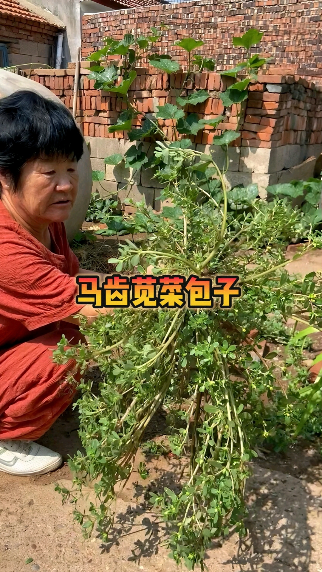 马齿苋菜包子,有认识马齿苋菜的姐妹吗