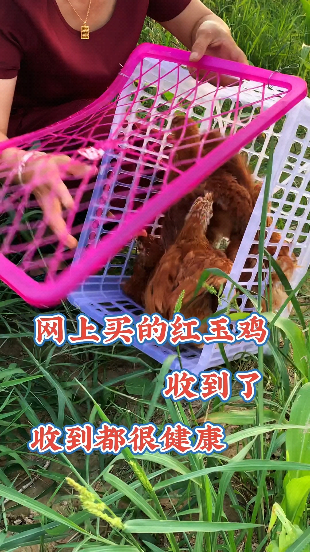 红玉鸡苗长势快肉质细腻