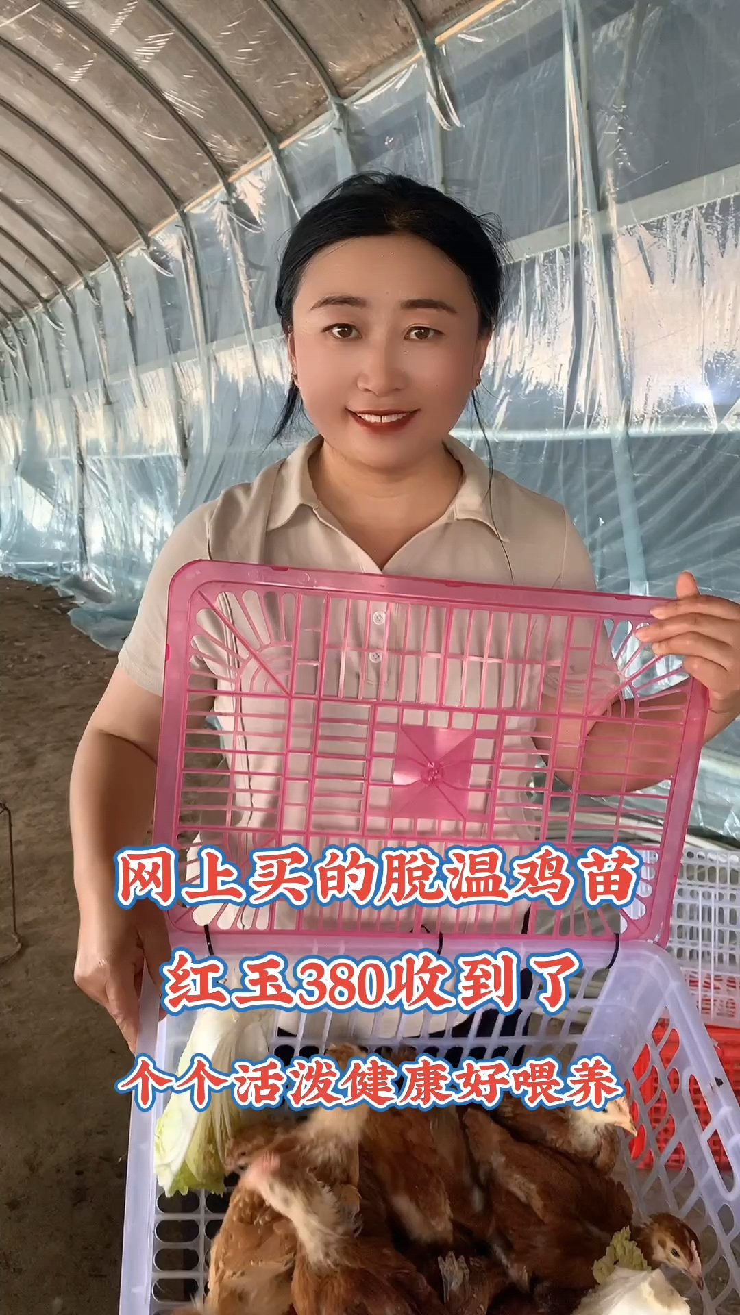 红玉鸡苗,公母都有,耐粗饲好喂养。