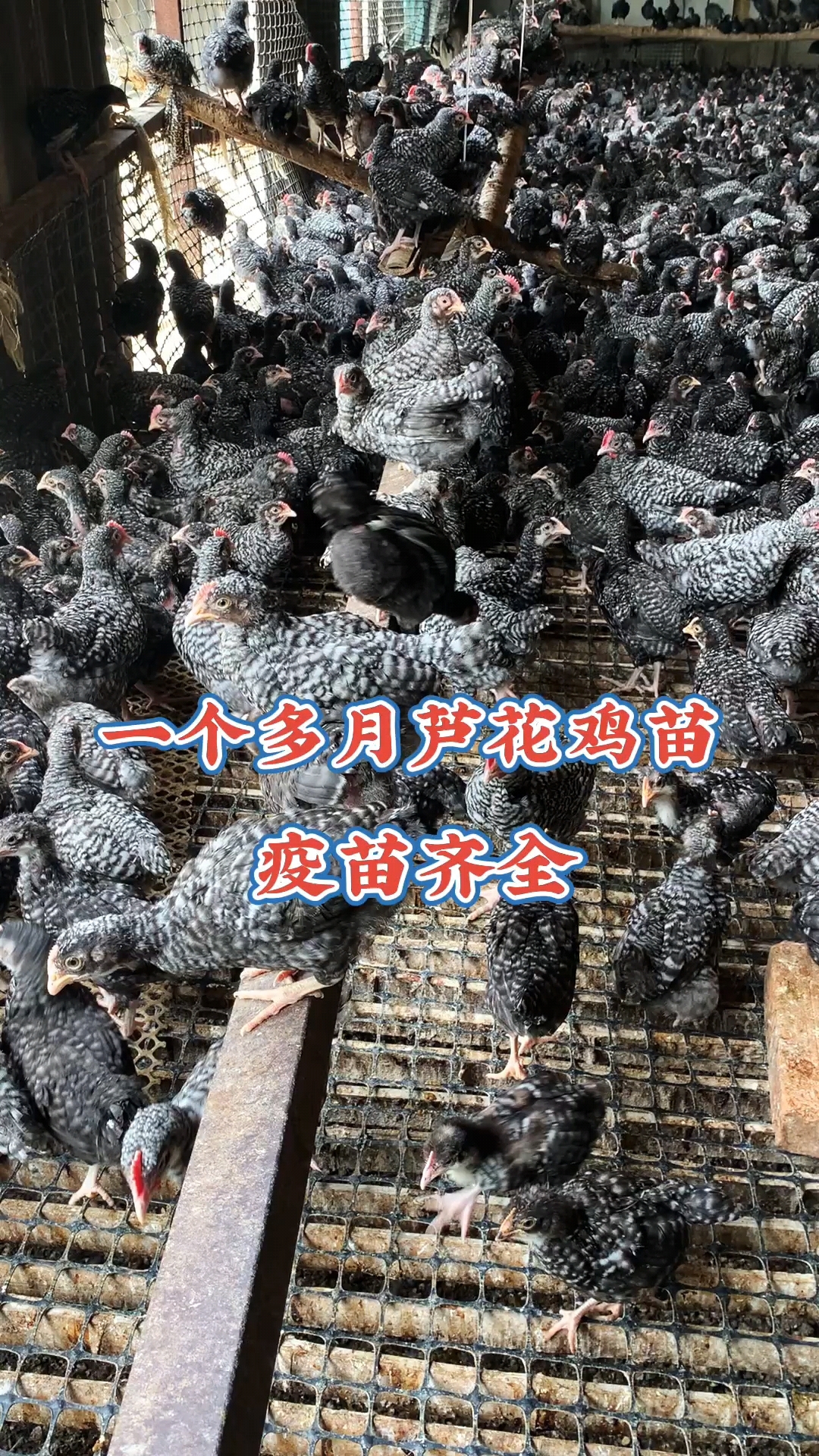 芦花鸡绿壳蛋鸡,耐粗饲好喂养,疫苗齐全包活到家