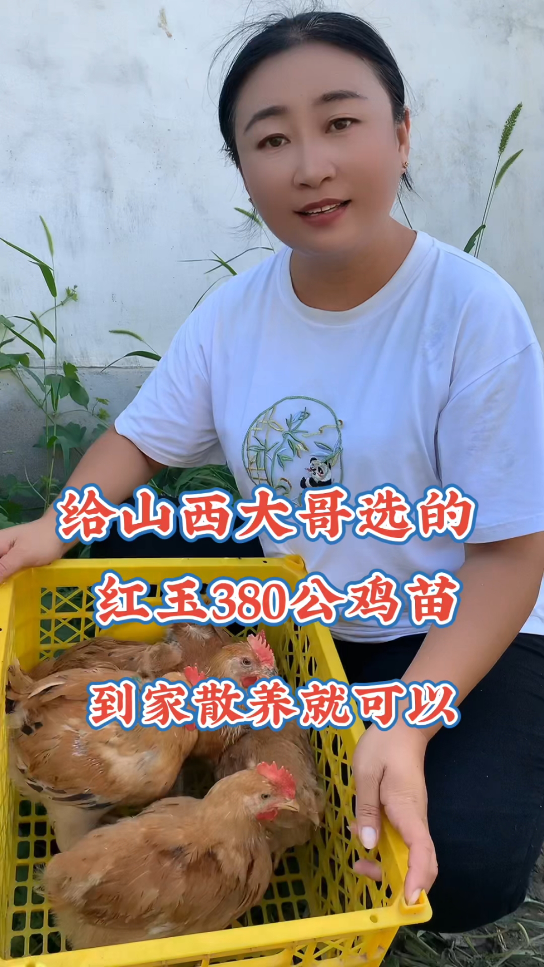 红玉鸡苗380,长势快的品种