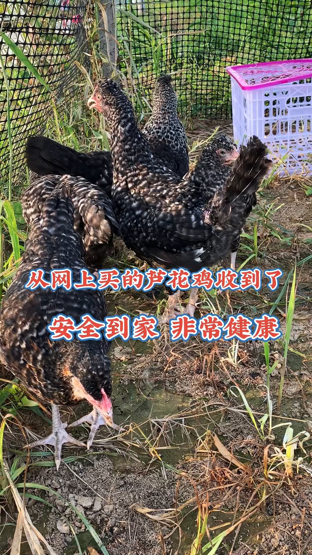 芦花鸡绿壳蛋鸡,耐粗饲好喂养,适合南北方养殖。