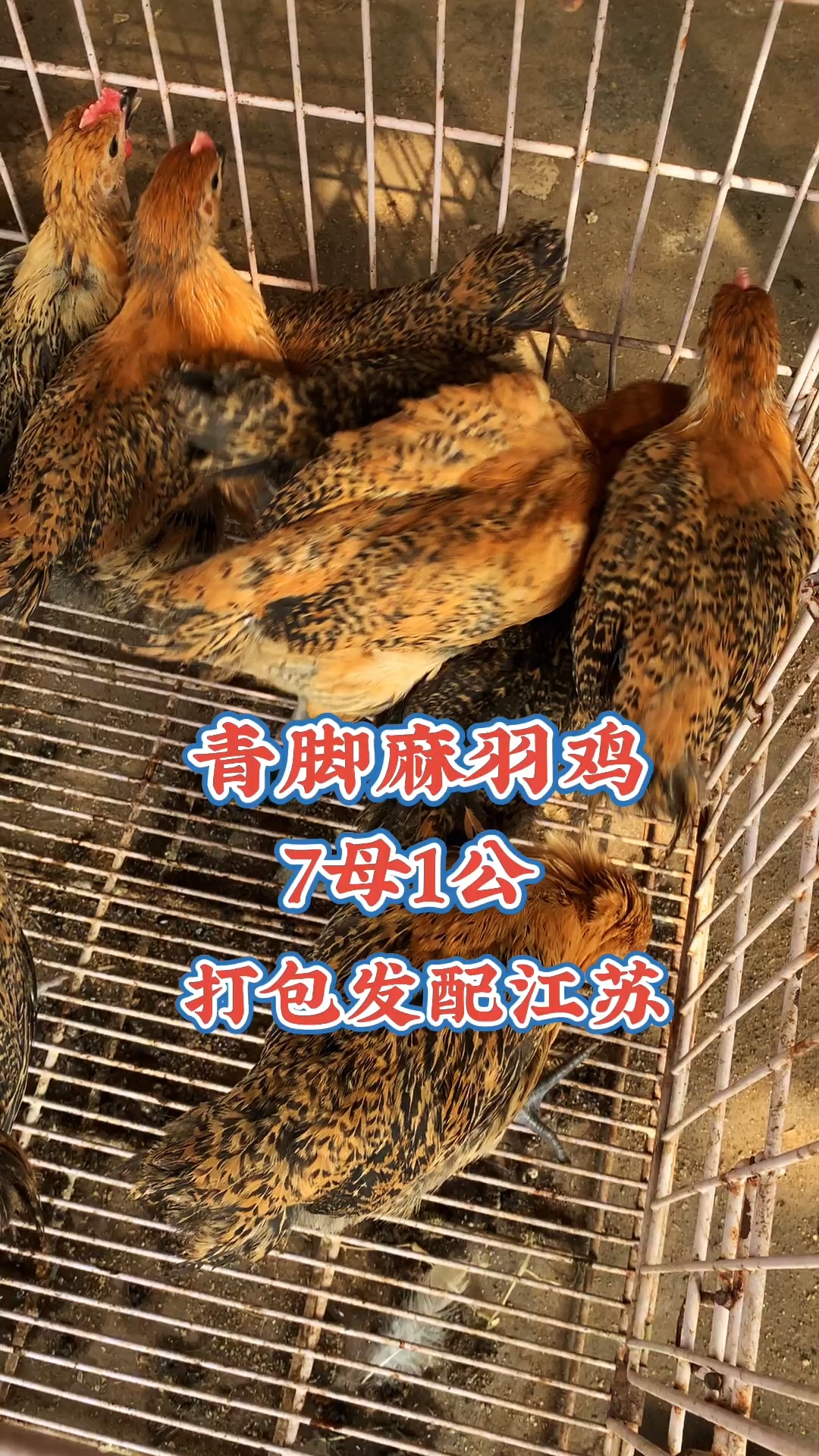 麻羽鸡产绿壳蛋鸡,一年产蛋280枚