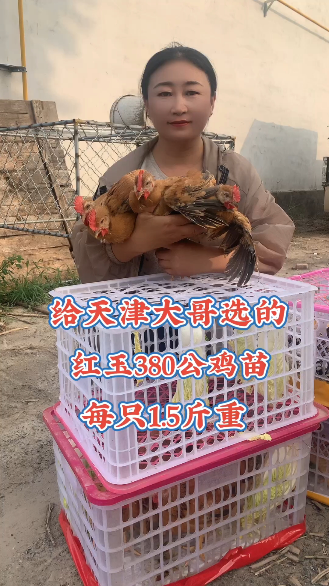 红玉380公鸡苗,长势快好喂养,肉质细腻