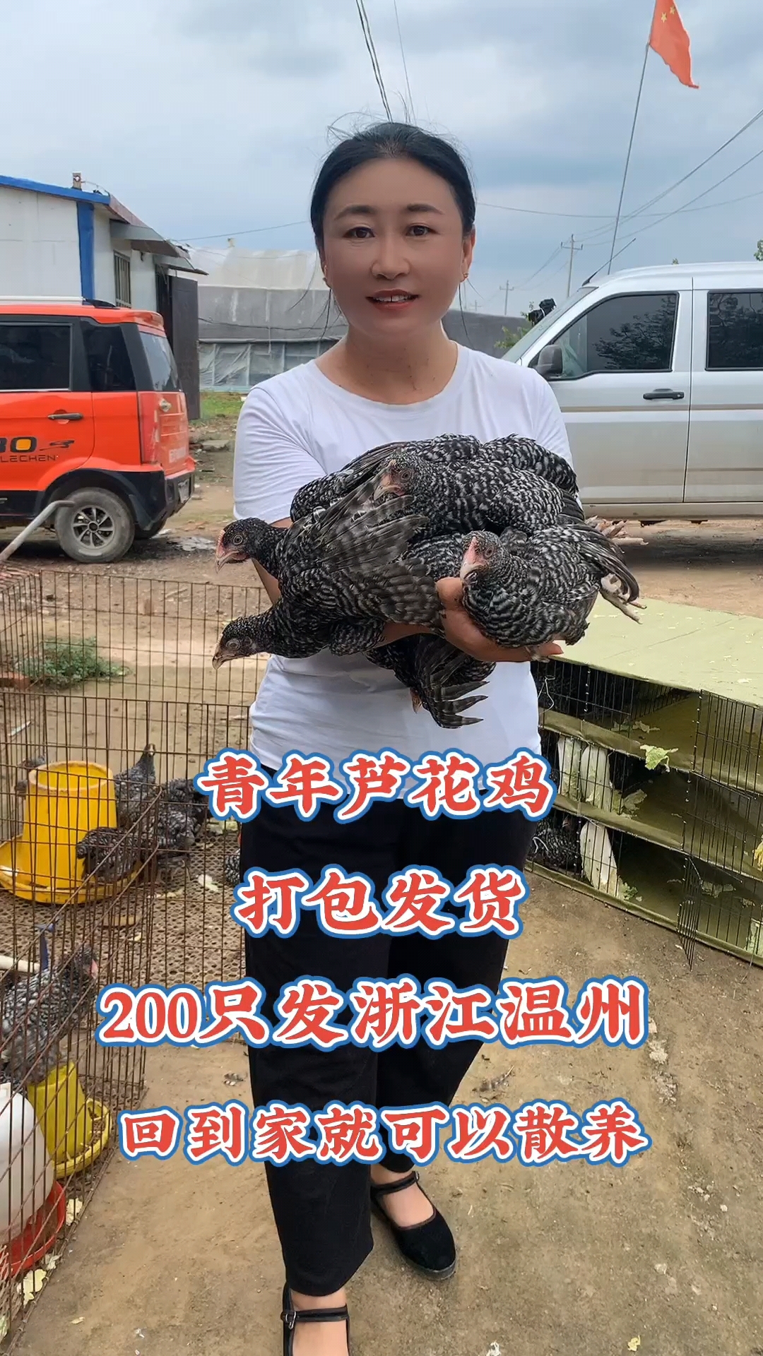 芦花鸡绿壳蛋鸡,耐粗饲好喂养