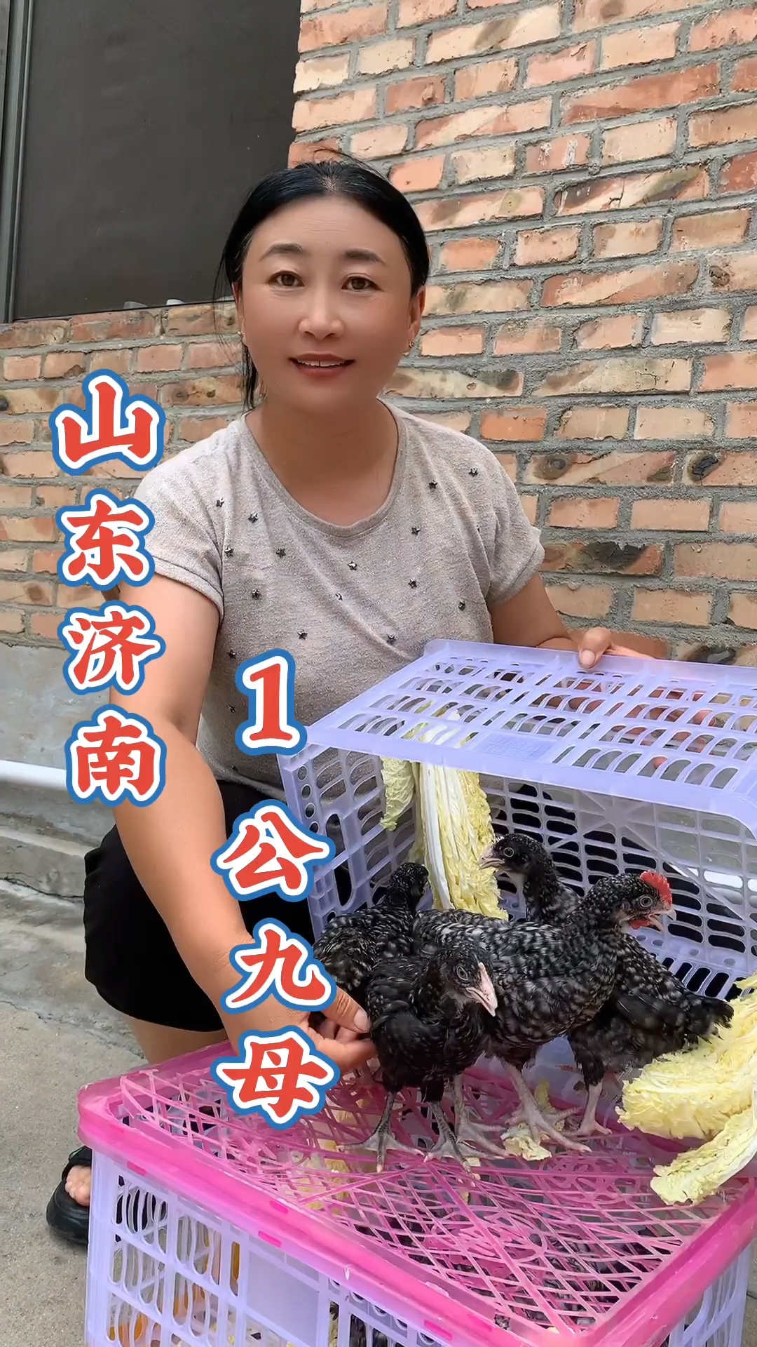芦花鸡绿壳蛋鸡,耐粗饲好喂养,疫苗齐全包活到家!