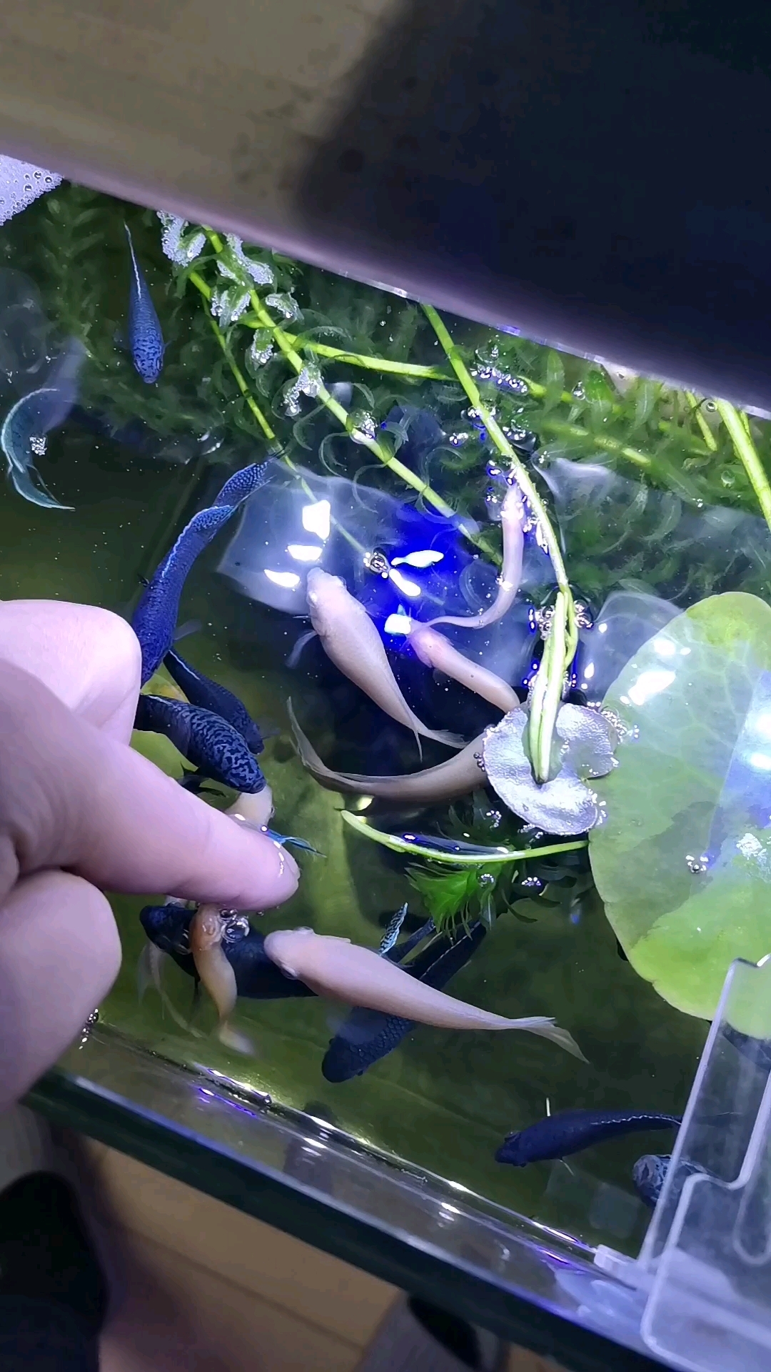 繁殖出来的斗鱼全部送给鱼友玩