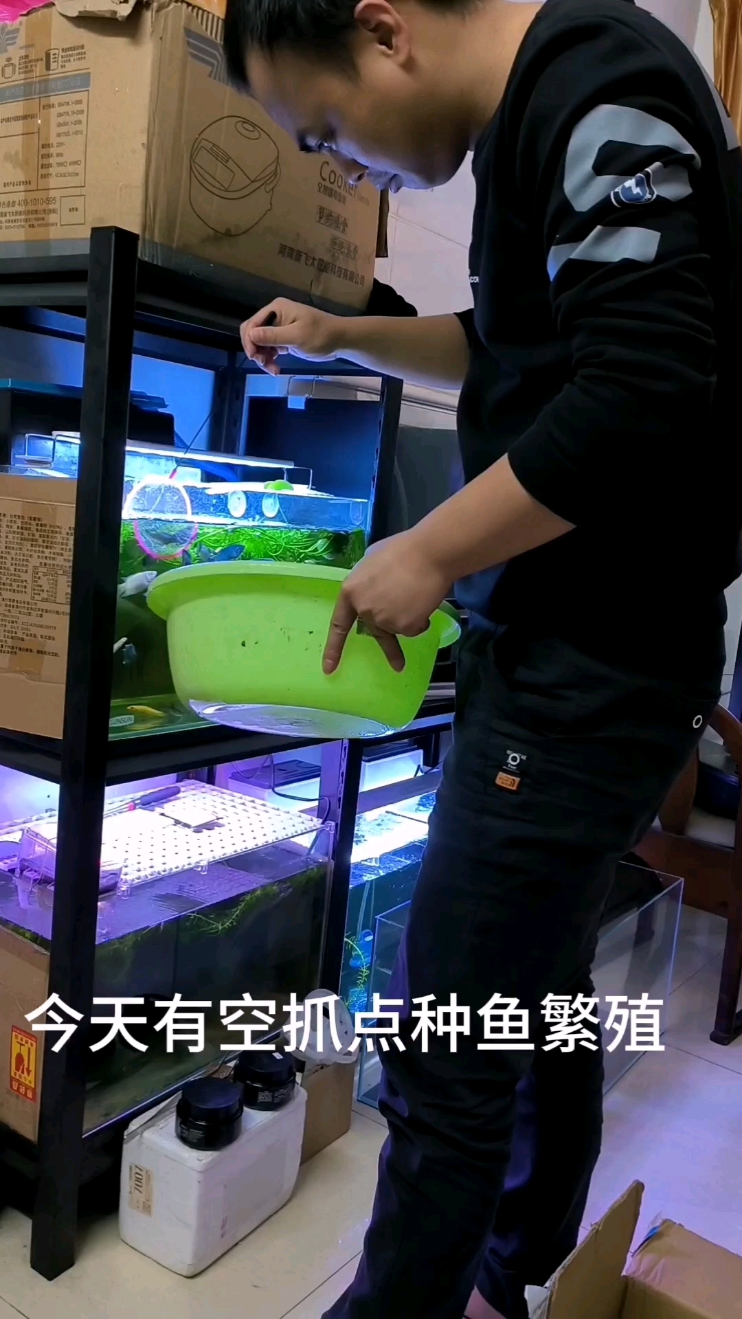 抓了1对无纹蓝1对蓝蛇2对黄金来繁殖,繁殖出来都送给鱼友玩。