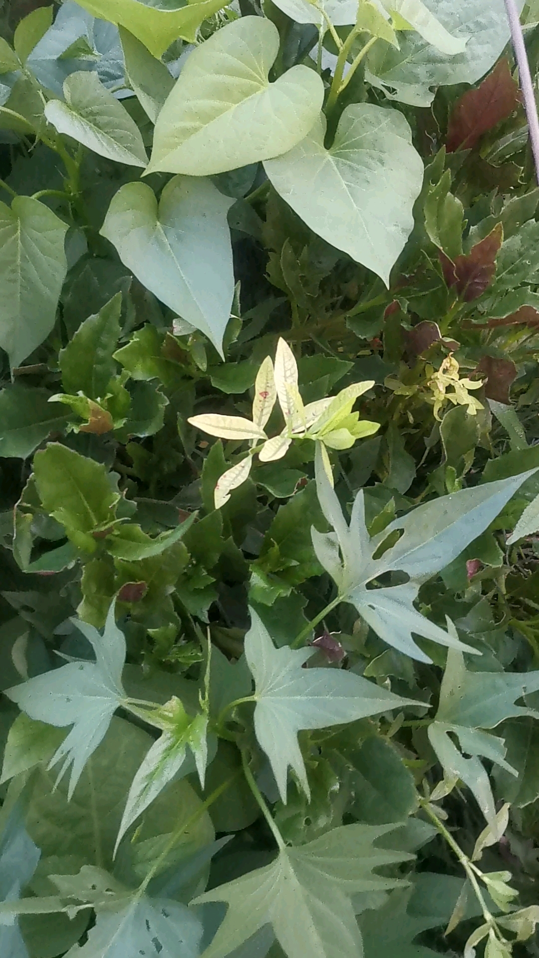 “补血菜”大家吃过吗