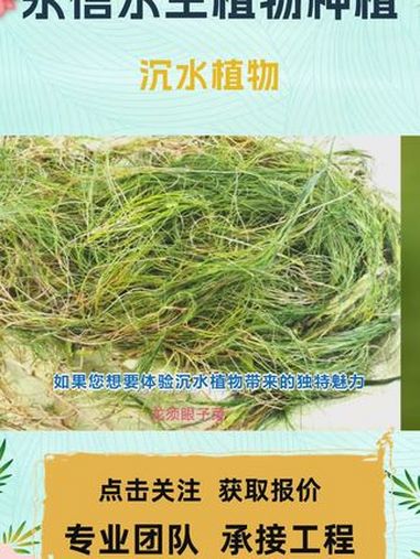 沉水植物 沉水植物 沉水植物种苗 沉水植物种苗基地 沉水植物苗基地 沉水植物培育基地