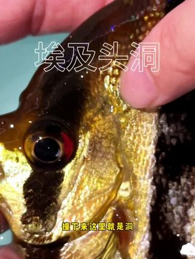 埃及头洞处理 竟然嫌自己的埃及太大,不然来个老好人给他收了吧……埃及头洞 埃及神仙鱼 养鱼