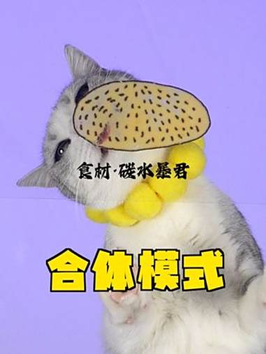 为了给主人吃点好的,小猫拼命了!猫咪吃播 沉浸式猫咪吃播 塔斯汀小猫汉堡店营业中 C喵O推