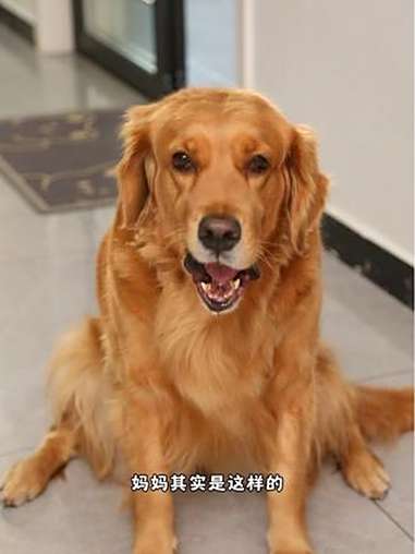 奶茶喜欢帮助同学