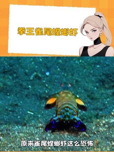 拳王雀尾螳螂虾 动物 海洋生物 雀尾螳螂虾 海底拳王