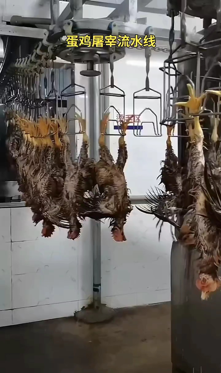 宰鸡宰鸭流水线屠宰场