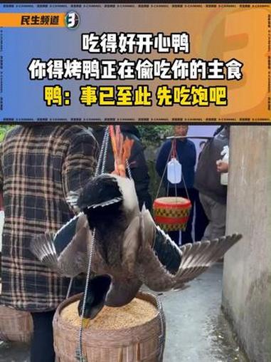 吃得好开心鸭你的烤鸭正在偷吃你的主食