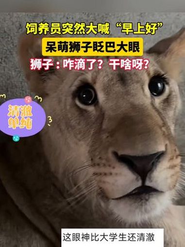 饲养员突然大喊“早上喊”,狮子一脸呆萌的表情 原谅我不厚道的笑了 可爱到爆炸