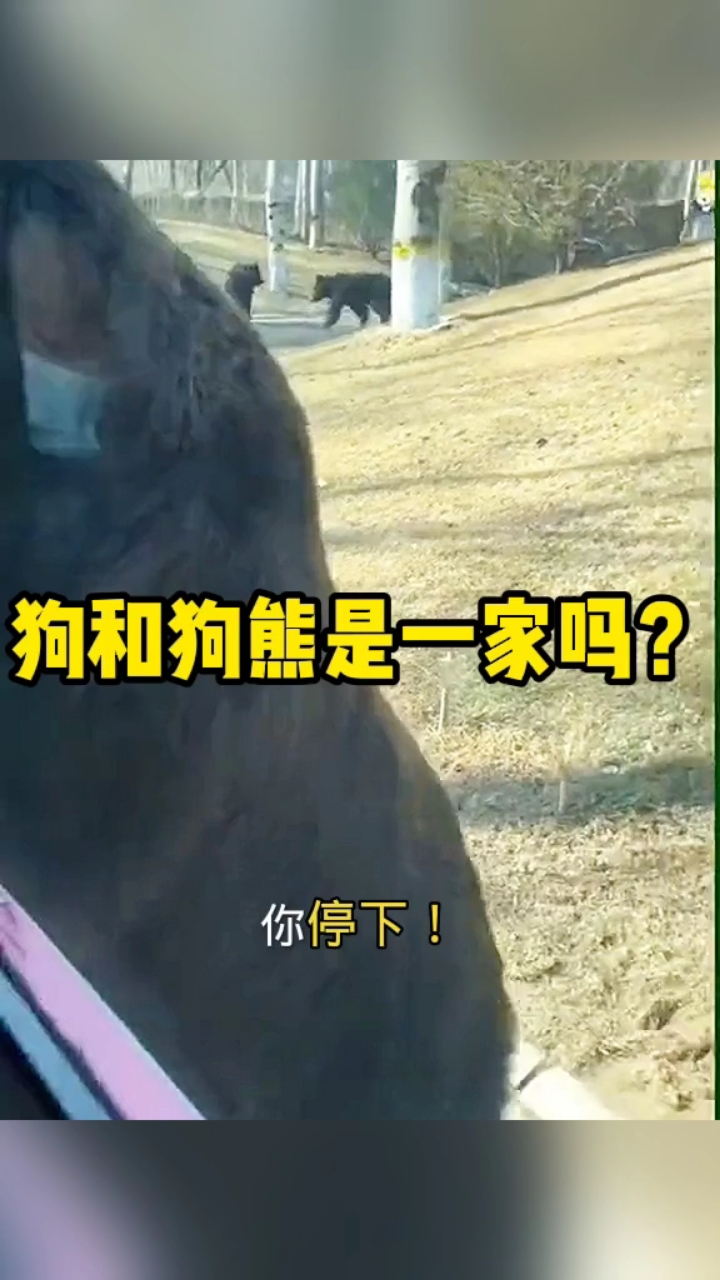 狗和狗熊是一家吗?