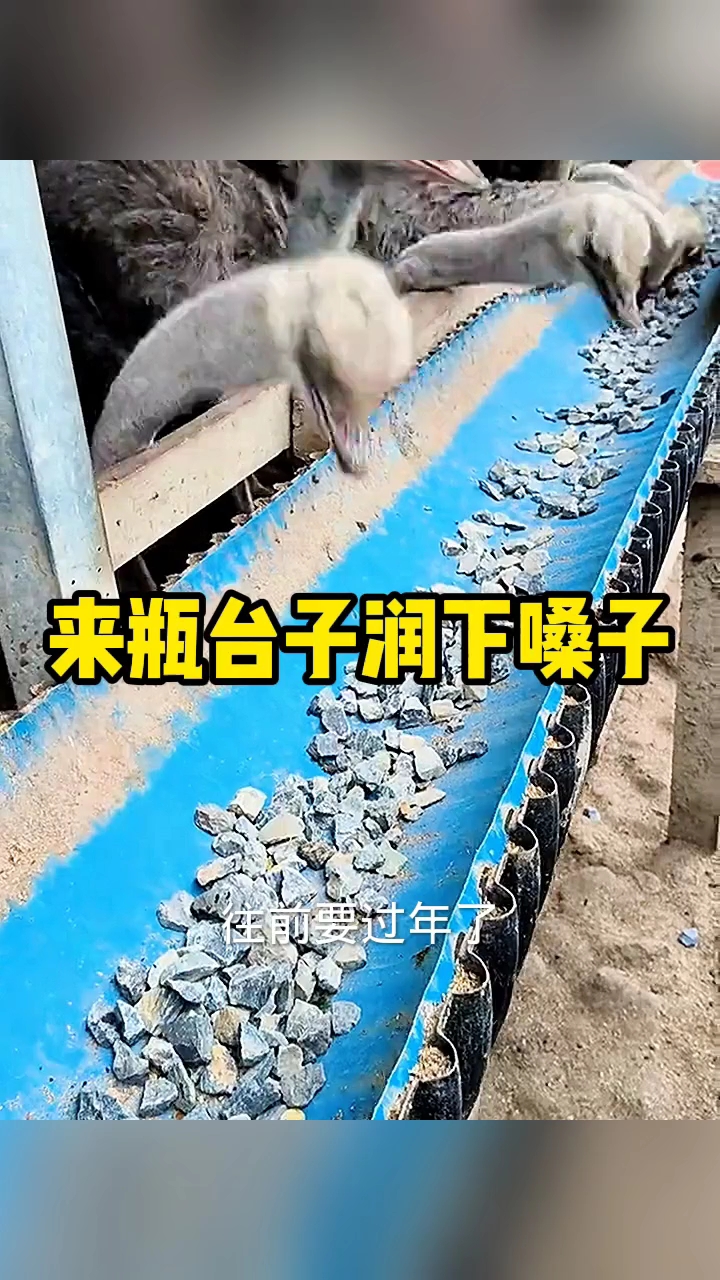 这全是硬菜!来瓶台子润下嗓子!