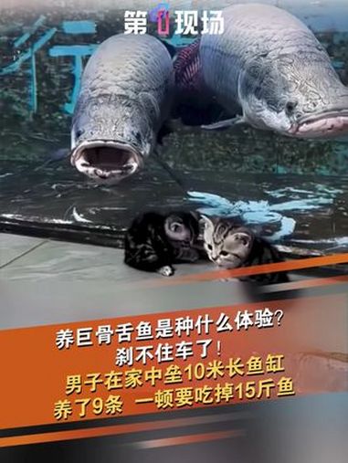 5月20日(采访时间),山东滨州一名男子在家中建10米长鱼缸养巨骨舌鱼。一共养了9条,单条