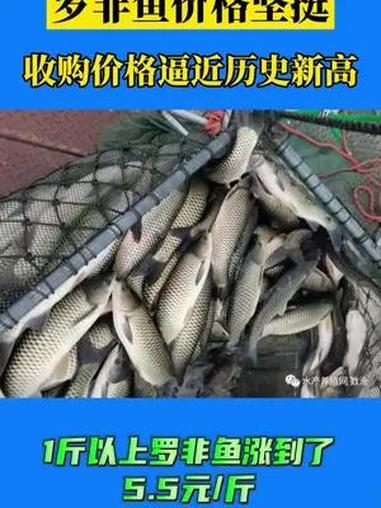 罗非鱼收购价格逼近历史新高 水产养殖 罗非鱼 收购价格 罗非鱼价格