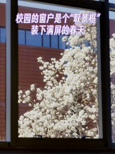 是窗,也是画!想把清华窗前的春日美景,分享给你~(摄影:胡亮 邢乐涛)#清华大学 #校园生