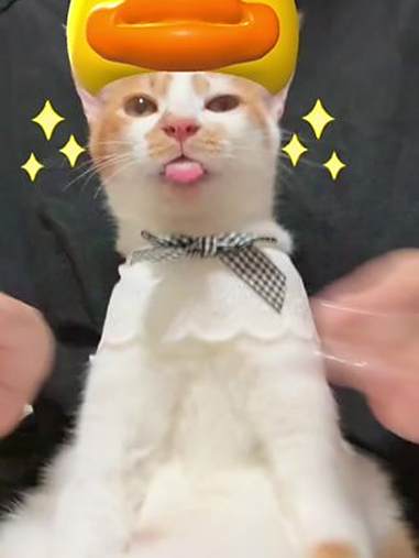 猫儿这个可爱鸭～(代跳版)BDuck小黄鸭 鸭鸭嘎嘎嘎 BDuck小黄鸭20周年主题曲 f