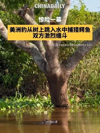 惊险一幕！美洲豹从树上跳入水中捕猎鳄鱼，双方激烈缠斗