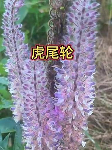 虎尾轮老鸭汤 妈呀太香了 中药材 石参根 药材