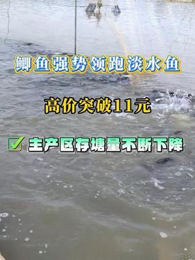 鲫鱼存塘持续减少，价格稳步走高，区域差异显著。#水产养殖 #鲫鱼养殖 #淡水鱼 #鱼价 #