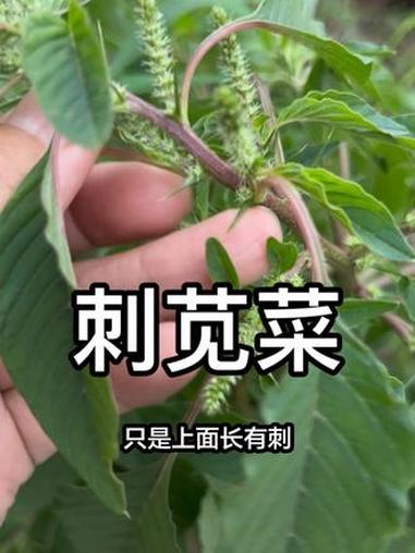 野刺苋 苋菜好找 刺苋难寻#科普野草 #野草小知识 #每天认识一种野菜 #路边的野草竟是宝
