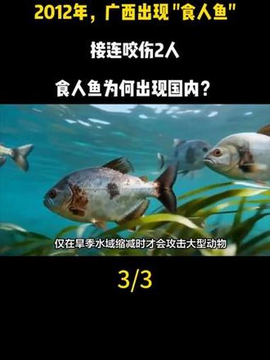 2012年,广西出现 “食人鱼”,接连咬伤2人,食人鱼为何出现国内?