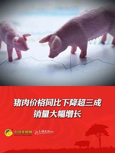 猪肉价格同比下降超三成 销量大幅增长!猪肉价格 养猪 生猪 猪价行情