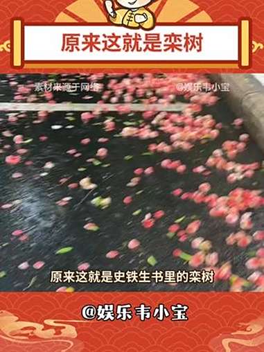 原来这就是史铁生书里的栾树 史铁生 栾树花 栾树 文化
