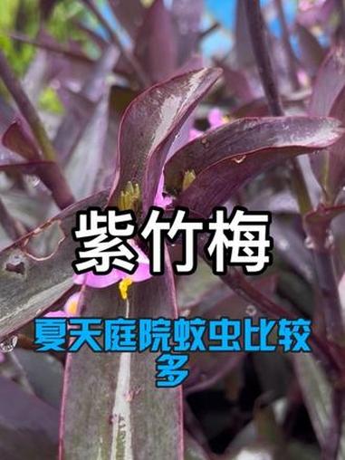 紫竹梅 好看 好种 还驱蚊，快种起来#紫竹梅#最好养的植物 #紫色植物 #鸭跖草 #懒人植
