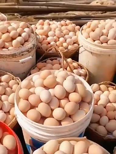 就这款散养土鸡蛋价格真的划算 品质还特别好 农村土鸡蛋 鸡蛋 正宗土鸡蛋 鸡蛋的神仙吃法