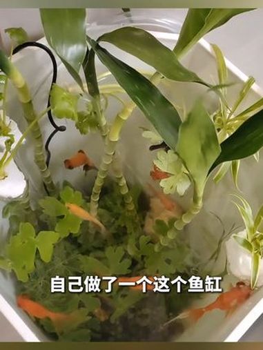 女子花盆改原生态鱼缸。网友:我好像错过了一个水世界