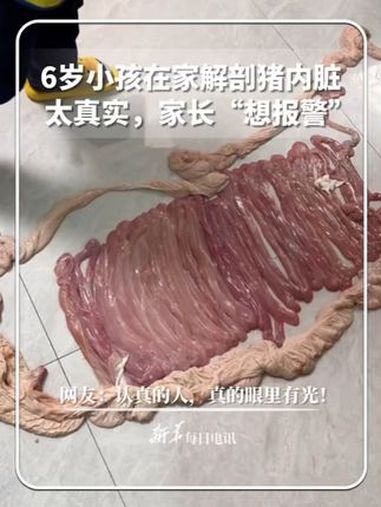 6岁小孩在家解剖猪内脏,认真科普,家长“想报警”。网友:认真的人,真的眼里有光!