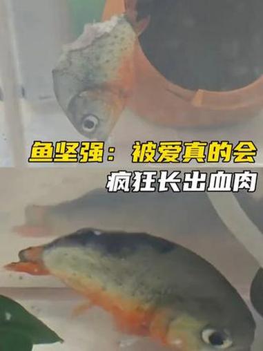 你去和那个骷髅身躯的鱼坐一桌去#鱼坚强 #养鱼 #万万没想到 #坚强