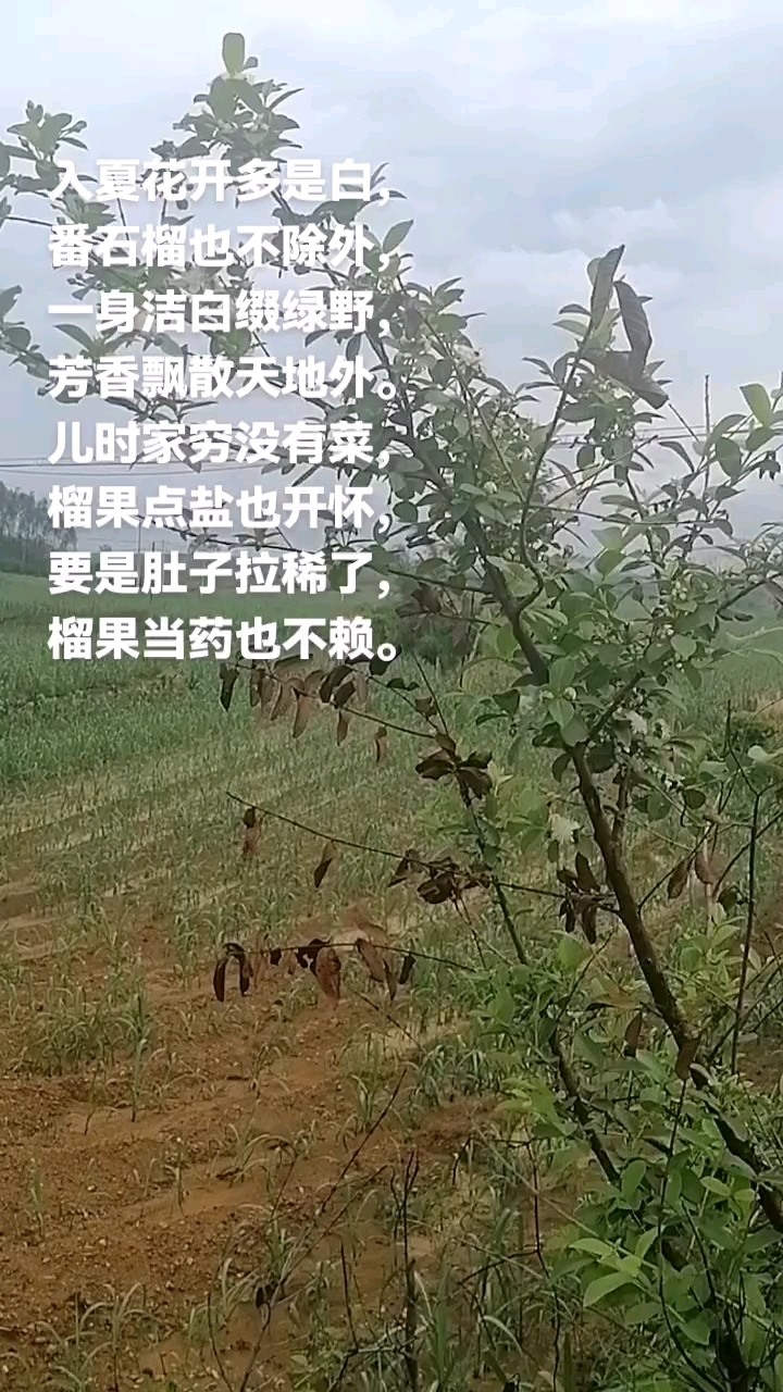 番石榴点盐拌粥吃,儿时的美味。