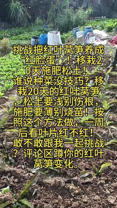 #自家菜园的新鲜蔬菜 #创作者中心#自家菜园 #我的农村生活 #真实故事记录