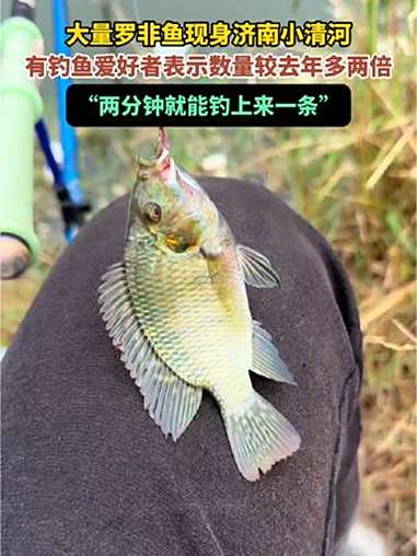 大量罗非鱼现身济南小清河,有钓鱼爱好者表示数量较去年多两倍,“两分钟就能钓上来一条” 罗非