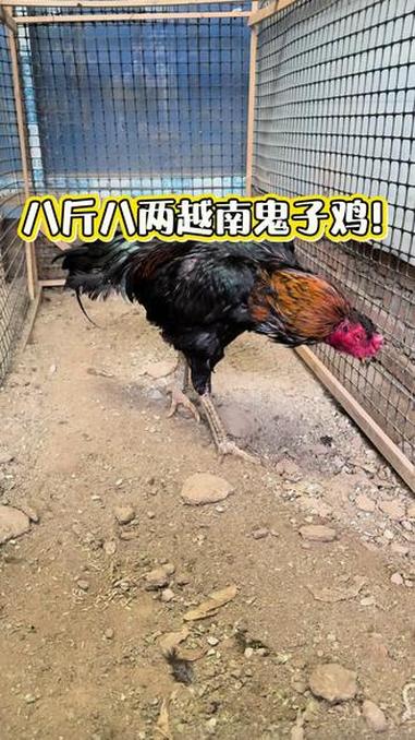八斤八两越南鬼子鸡！#越南斗鸡 #斗鸡 #斗鸡爱好者 #斗鸡养殖