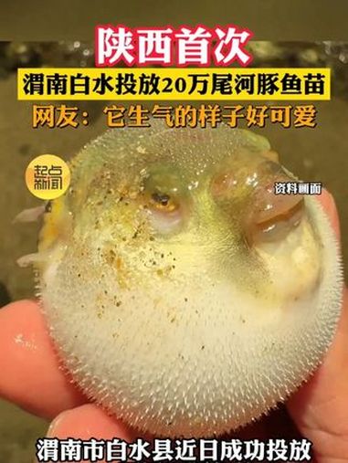 陕西首次!渭南白水投放20万尾河豚鱼苗 网友:它生气的样子好可爱啊