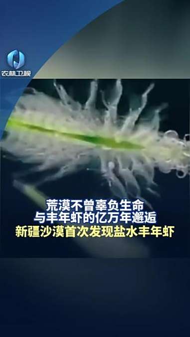 新疆沙漠首次发现盐水丰年虾 新疆 沙漠 虾